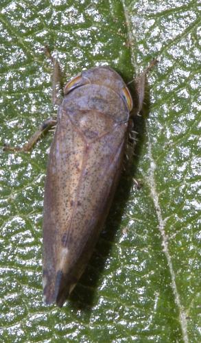 Fieberiella florii