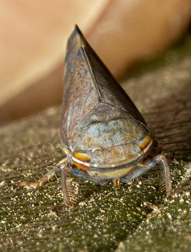 Fieberiella florii