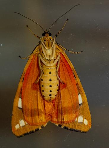 Réf. 235 687 : Euplagia quadripunctaria