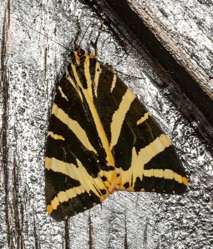 Euplagia quadripunctaria