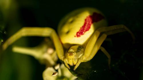 Misumena vatia