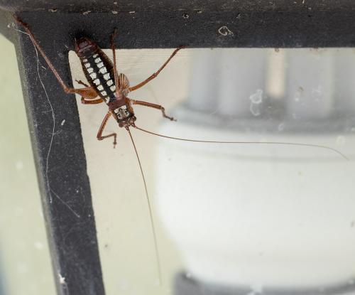 Poecilimon hamatus