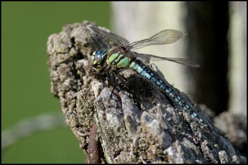 Brachytron pratense