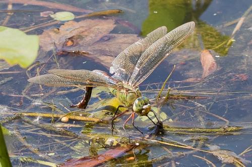 Réf. 235 025 : Anax imperator