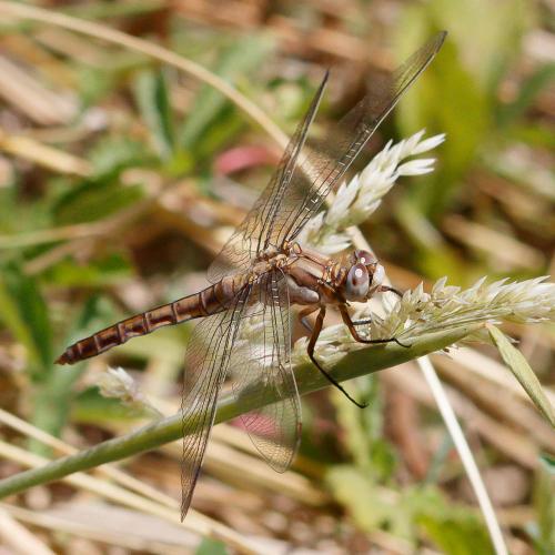 Réf. 235 181 : Orthetrum brunneum