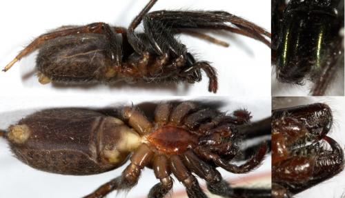 Segestria florentina