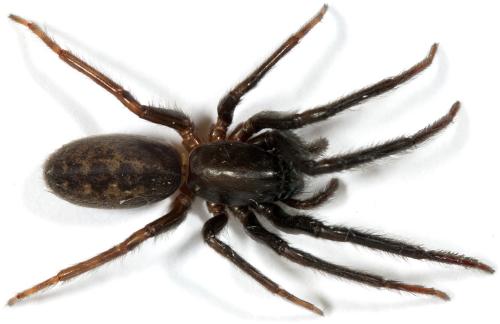 Segestria florentina