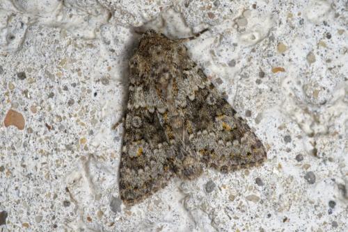 Réf. 235 298 : Hecatera dysodea