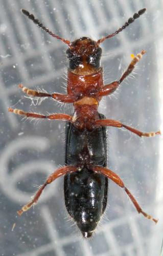 Réf. 235 310 : Paratillus carus