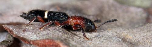 Paratillus carus
