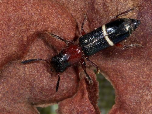 Paratillus carus