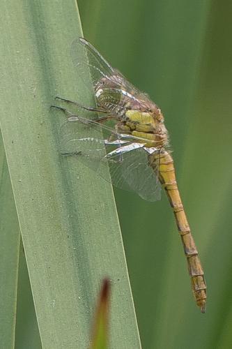 Sympetrum striolatum