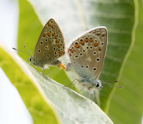 Réf. 235 672 : Polyommatus icarus