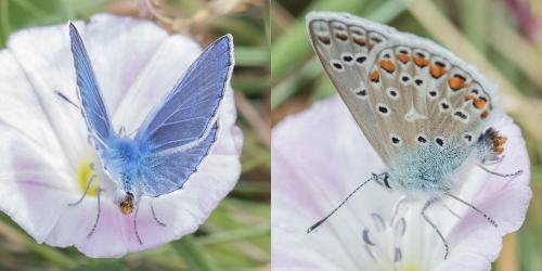 Polyommatus icarus