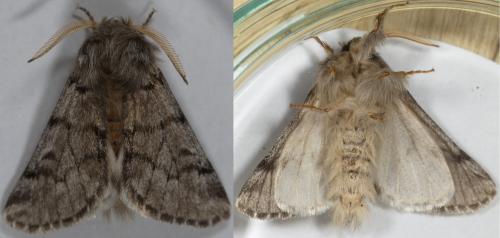 Thaumetopoea pityocampa