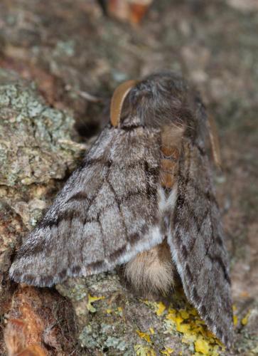 Thaumetopoea pityocampa