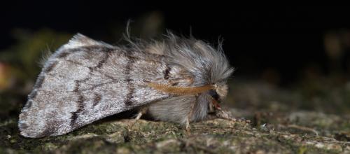 Thaumetopoea pityocampa