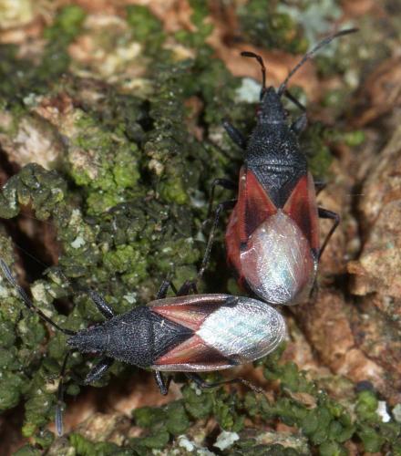 Réf. 235 584 : Oxycarenus lavaterae
