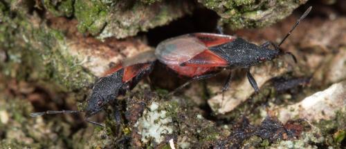 Réf. 235 585 : Oxycarenus lavaterae