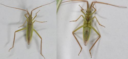 Réf. 235 630 : Notostira sp.