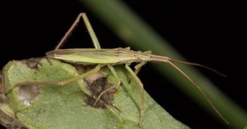 Réf. 235 632 : Notostira sp.