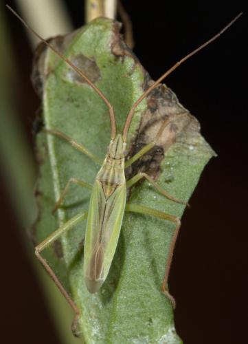 Réf. 235 631 : Notostira sp.