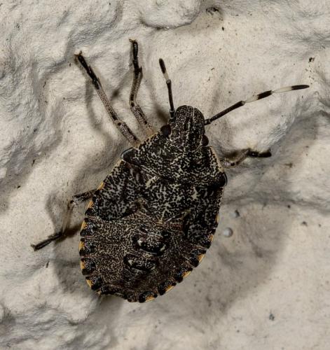 Rhaphigaster nebulosa