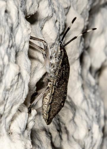 Rhaphigaster nebulosa