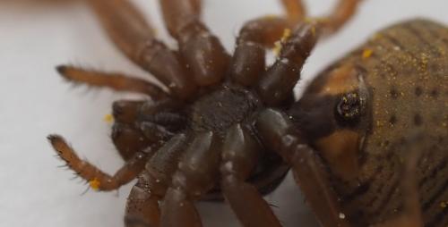 Réf. 235 017 : Xysticus erraticus