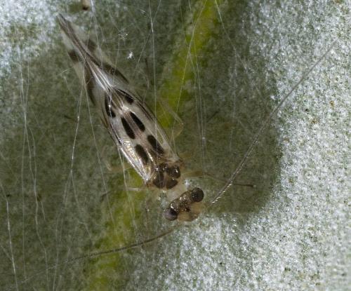 Graphopsocus cruciatus