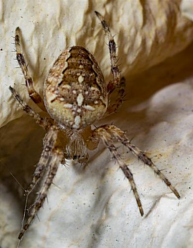 Araneus diadematus