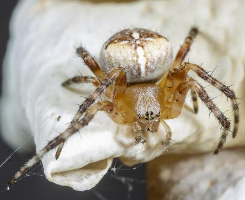 Réf. 235 905 : Araneus diadematus