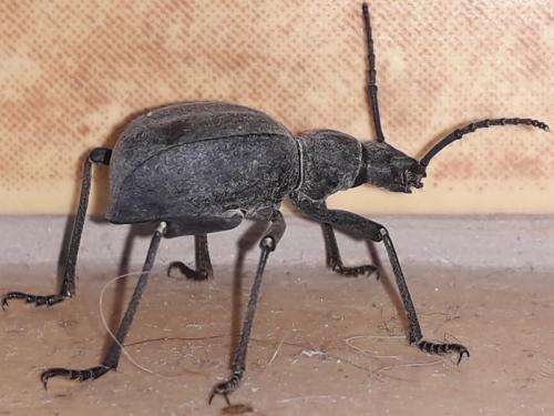 Réf. 235 233 : Leptoderis solieri