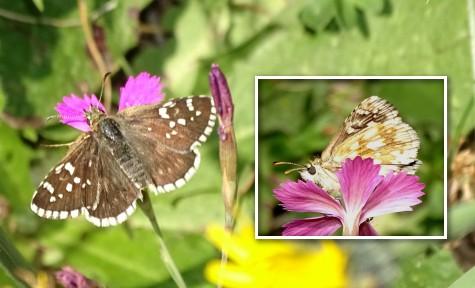 Pyrgus carthami