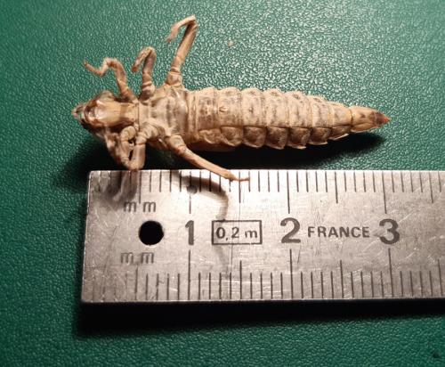 Stylurus flavipes
