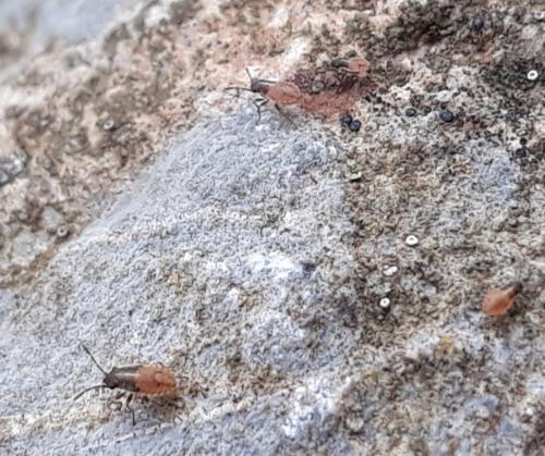 Nysius sp.