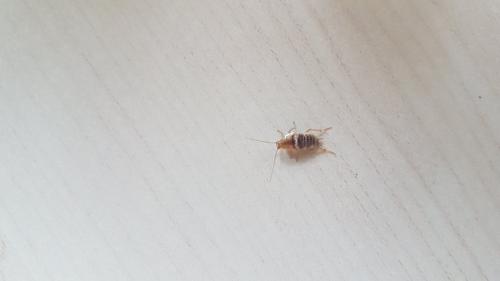 Réf. 235 756 : Planuncus vinzi