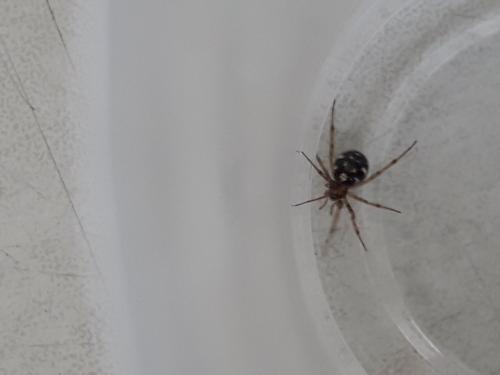 Steatoda triangulosa