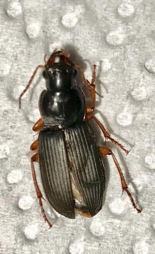Pseudoophonus rufipes