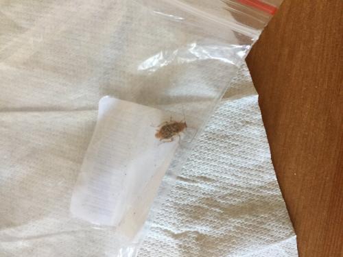 Ectobius sp.