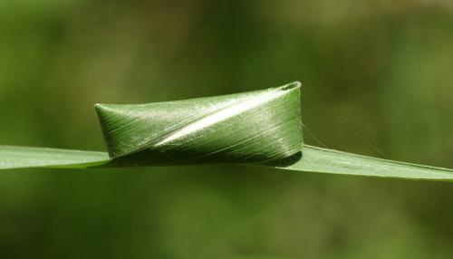 Clubiona stagnatilis