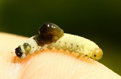 Aglaostigma sp.