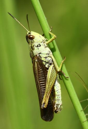 Réf. 235 484 : Stauroderus scalaris scalaris