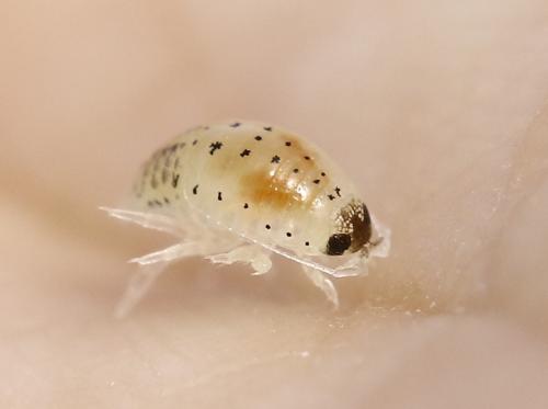 Réf. 235 973 : Eurydice sp.