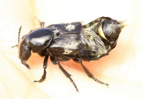 Creophilus maxillosus