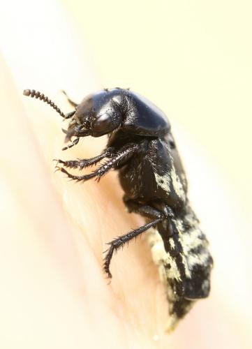 Creophilus maxillosus