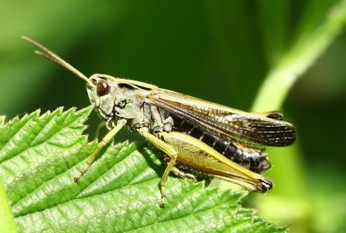 Réf. 235 414 : Omocestus viridulus