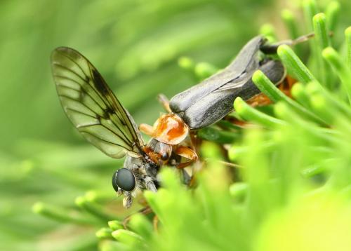 Réf. 235 251 : Rhagio scolopaceus