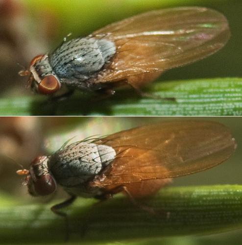 Minettia flaviventris