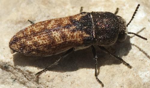 Acmaeoderella adspersula